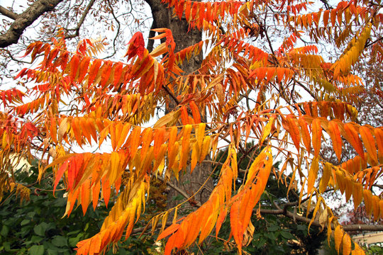 Essigbaum in Herbstfarben.1