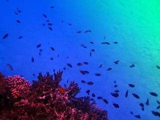 Gordijnen 日本　石垣島　シュノーケル © cassis