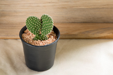 The cactus in pot with wooden background