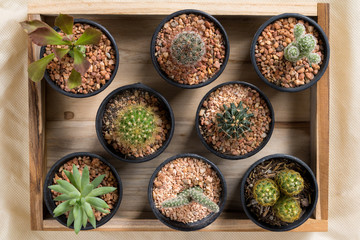 The cactus in pot on wooden box top view