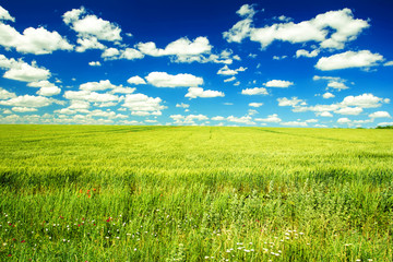 field of wheat, many clouds on blue sky