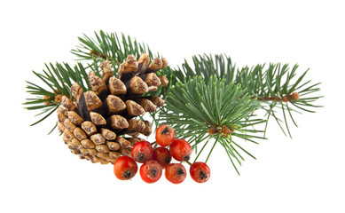 Christmas tree branch, pinecone and Rowan