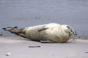 Junge Kegelrobbe beim Entspannen auf Helgoland