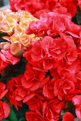 beautiful flower / The beautiful potted flower which was displayed in a botanical garden.