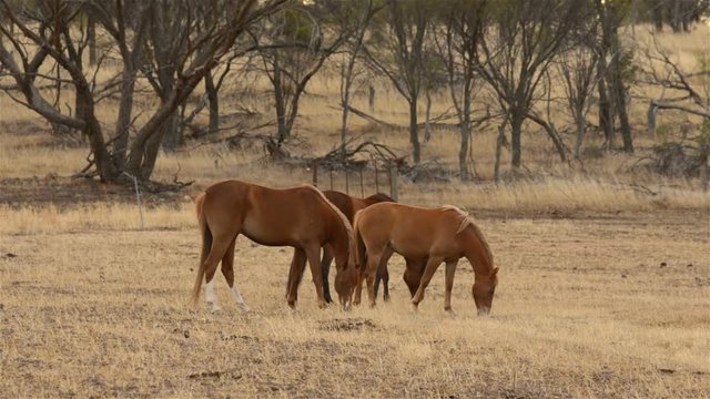Three horses grazing in dry pasture, in the Australian summer, in the early morning light.