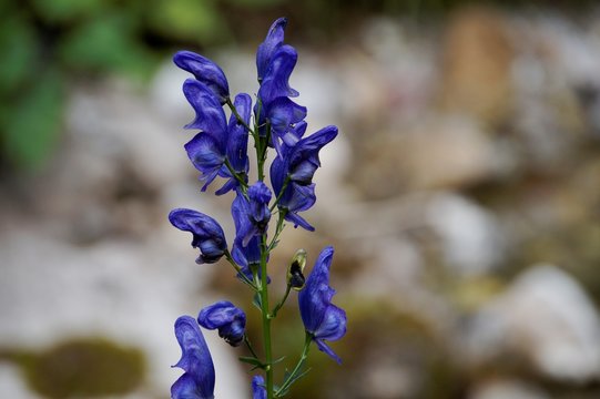 Tojad-Aconitum