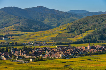 Naklejka premium Vineyard and townscape Kaysersberg, Alsace in France