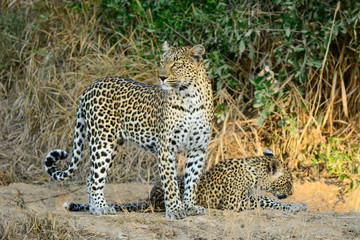 Fototapeta na wymiar Female Leopard & Cub, Sabi Sands Game Reserve, South Africa