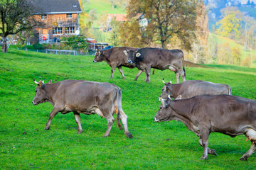 Fototapeta premium cows in a grassy field. Herd of cows. Cows on the field