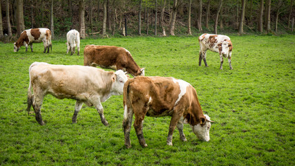 Dirty cow. Cows grazing on a green field