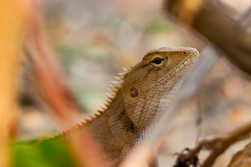 Lizard on the ground,Thailand