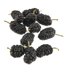 mulberry