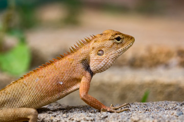 Lizard on the ground,Thailand