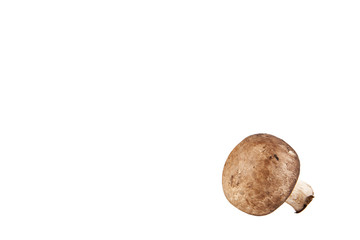 Fototapeta premium mushroom