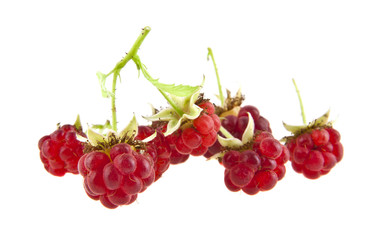 red raspberries