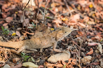 Lizard on the ground,Thailand