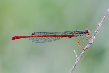 Dragonfly
