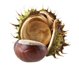 chestnut