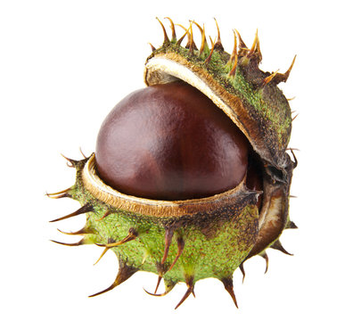 chestnut