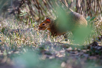 Wild agouti close up in the nature habitat, wild brasil, brasilian wildlife, pantanal, green jungle, south american nature and wild