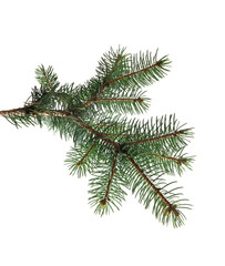 branch of fir-tree