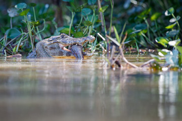 Naklejka na ściany i meble Wild caiman with fish in mouth in the nature habitat, wild brasil, brasilian wildlife, pantanal, green jungle, south american nature and wild, dangereous
