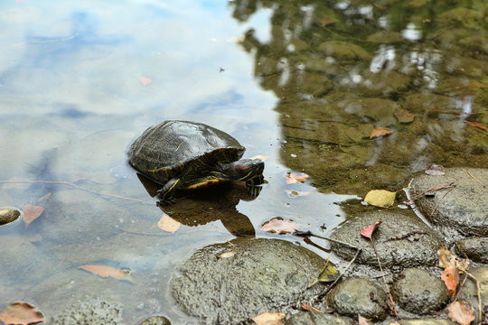 turtle / Red-eared slider