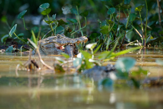 Wild caiman with fish in mouth in the nature habitat, wild brasil, brasilian wildlife, pantanal, green jungle, south american nature and wild, dangereous