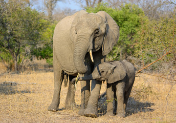 Fototapeta na wymiar Elephant Cow & Calf, Sabi Sand Game Reserve, South Africa