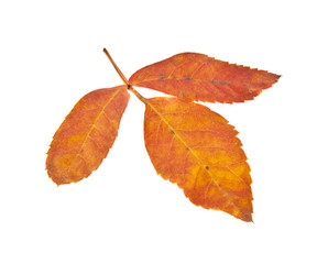autumn leaves of a mountain ash