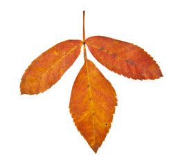 autumn leaves of a mountain ash