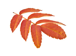 autumn leaves of a mountain ash