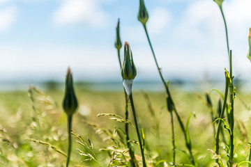 Obraz premium Nature