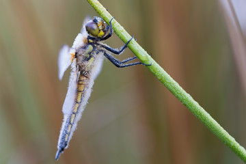 Dragonfly with dew drops hangin on plant