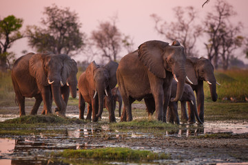 Elephants in Moremi National Park - Botswana