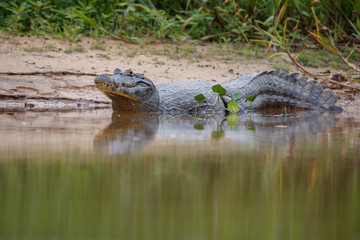 Obraz premium Wild caiman in the nature habitat, wild brasil, brasilian wildlife, pantanal, green jungle, south american nature and wild, dangereous 