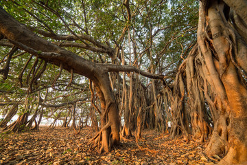 Tree of Life, Amazing Banyan Tree in morning sunlight