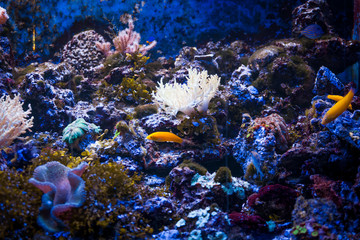 Plakat Tropical sea underwater with coral reefs and fish. beautiful vie