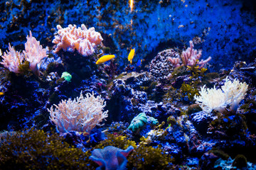 Naklejka na ściany i meble Tropical sea underwater with coral reefs and fish. beautiful vie