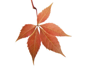 autumn leaves of grape