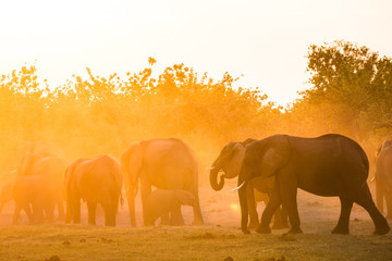 Fototapeta premium Elephants in Moremi National Park - Botswana