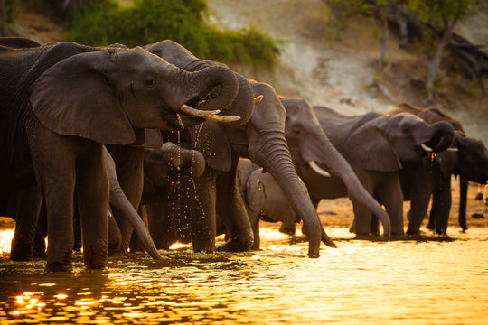 Elephants In Chobe National Park - Botswana