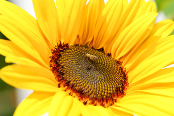 beautiful yellow color flower, insect at the pollen of sunflower