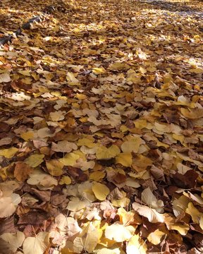autunno