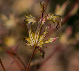 Autumn maple leaves in a forest in the sunlight