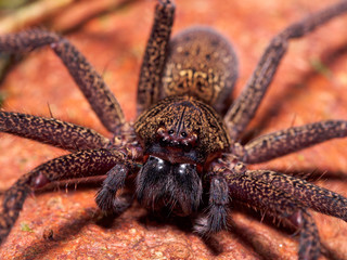 Huntsman spider (Sparassidae sp.), Gunung Mulu, Sarawak, Borneo, Malaysia