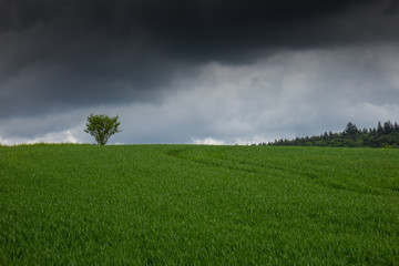 The tree in a field  in sunlight