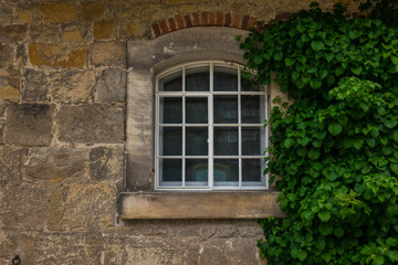 Fototapeta na wymiar The old wall with ivy of a farmhouse, Germany