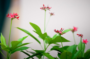 Fototapeta na wymiar Jatropha integerrima flower, Peregrina or Spicy Jatropha flower