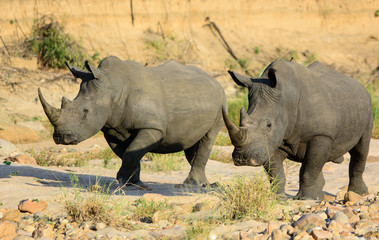 Fototapeta premium White Rhinoceros Pair, South Africa
